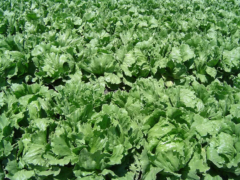 Bí đỏ 1kg